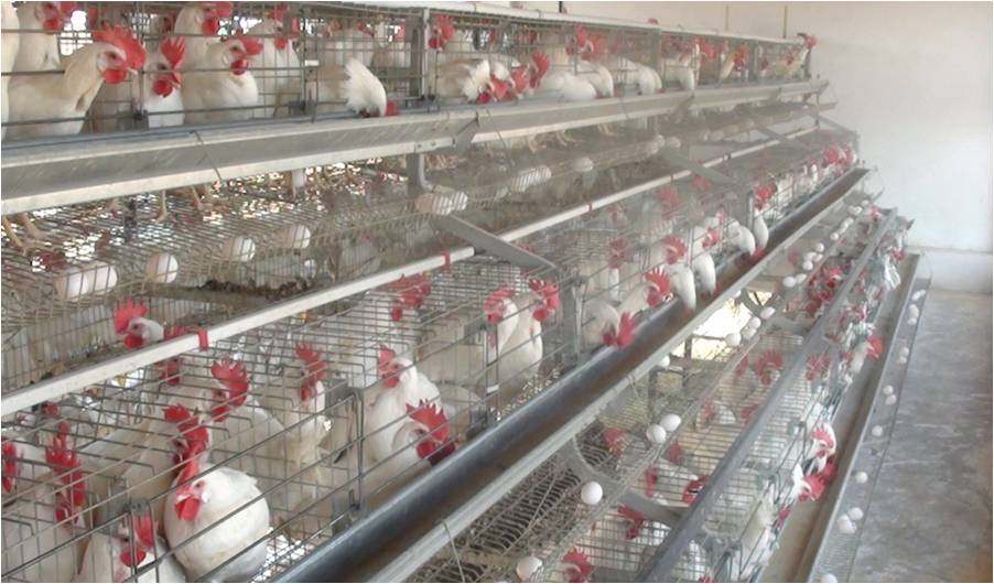 Poutry Layer Bird Unit